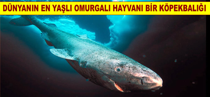 Dünyanın en yaşlı omurgalısı bir köpek balığı