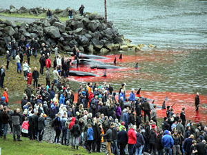 Faroe Adaları'nda 300 yıldır süren gelenek: Balina katliamı