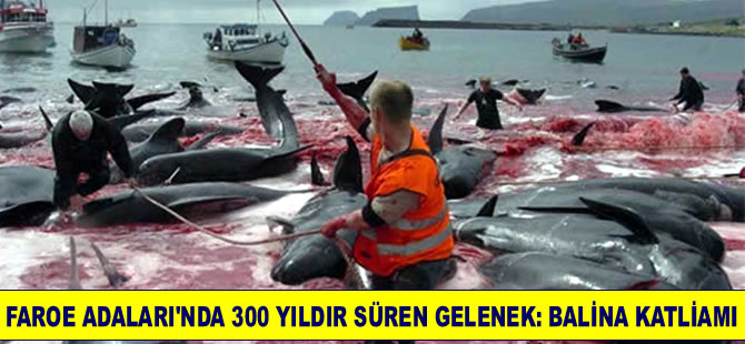 Faroe Adaları'nda 300 yıldır süren gelenek: Balina katliamı