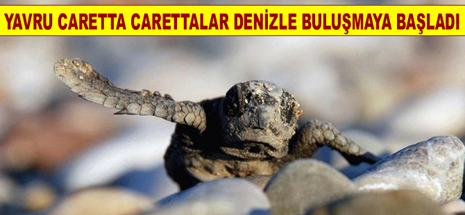 Marmaris İçmeler'de ilk caretta caretta yavrusu denizle buluştu