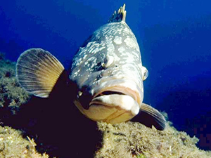 Orfoz balığını avlayana bin 300 lira ceza