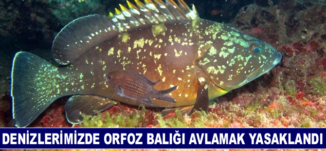 Orfoz balığını avlayana bin 300 lira ceza