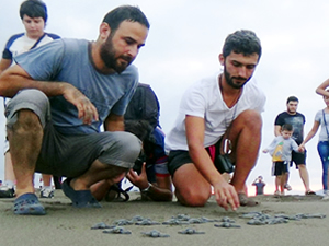 Samandağ'da 30-40 bin deniz kaplumbağası denize ulaştı
