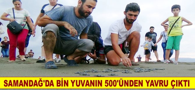 Samandağ'da 30-40 bin deniz kaplumbağası denize ulaştı