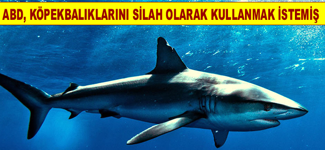 ABD’nin  köpekbalıklarını silah olarak kullanmaya çalıştığı ortaya çıktı!