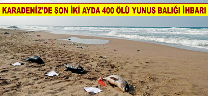 Karadeniz'de iki ayda 400 ölü yunus yavrusu ihbarı yapıldı