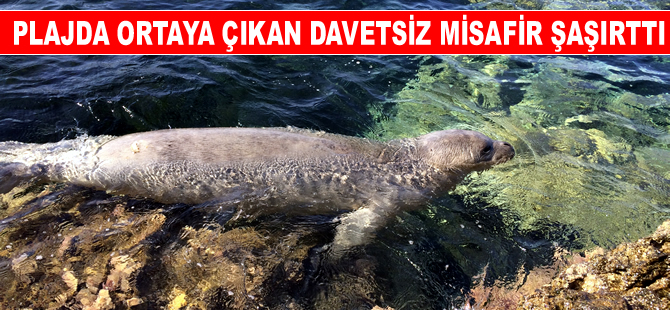 İzmir'de plajda ortaya çıkan Akdeniz foku şaşırttı