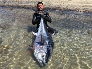 Zıpkınla 130 kiloluk orkinos avladı