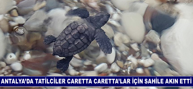 Antalya'da caretta caretta turizmi
