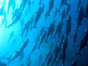 Most Bodrum Turnuvası için geri sayım başladı