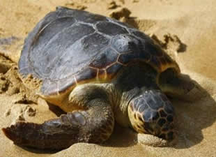 Caretta caretta yavruları yuvalarından çıkıyor