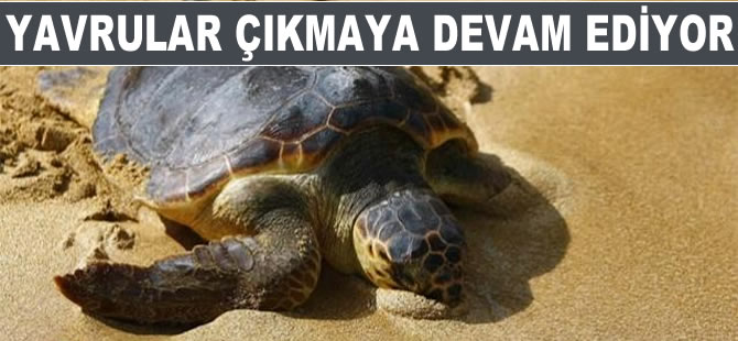 Caretta caretta yavruları yuvalarından çıkıyor