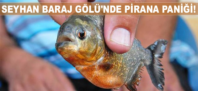 Adana Seyhan Baraj Gölü ve Konya Altınapa Barajı'nda Pirana yakalandı
