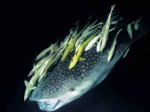 16. Uluslararası Marmara Sualtı Görüntüleme Festivali sona erdi