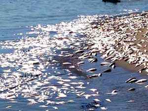 Mersin'de on binlerce ölü balık sahile vurdu