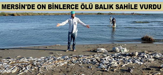 Mersin'de on binlerce ölü balık sahile vurdu