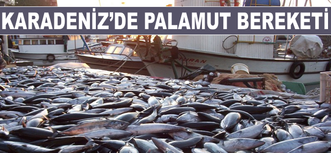 Karadeniz'de palamut bereketi, balıkçıların yüzünü güldürdü