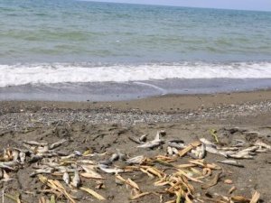Hatay'da sahile vuran ölü balıklar toplandı