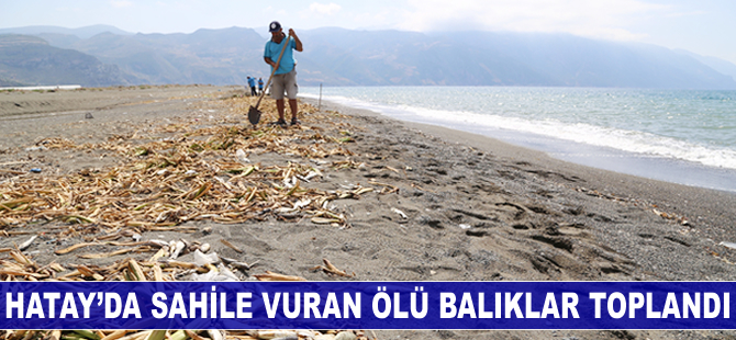 Hatay'da sahile vuran ölü balıklar toplandı