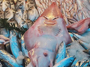 Mersinli balıkçıların ağına takılan Sapan Balığı, vatandaşların ilgi odağı oldu