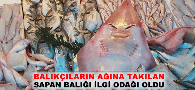 Mersinli balıkçıların ağına takılan Sapan Balığı, vatandaşların ilgi odağı oldu