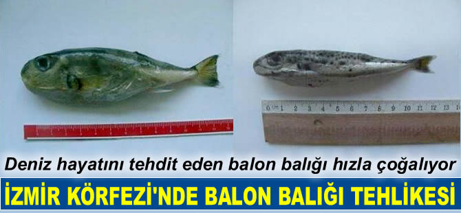 İzmir Körfezi'nde balon balığı popülasyonu, deniz hayatını tehdit ediyor