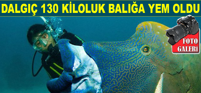 Dalgıç, 130 kiloluk balığa yem oldu!
