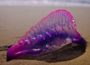 Zehirli denizanası, Tayland plajlarını kapattı