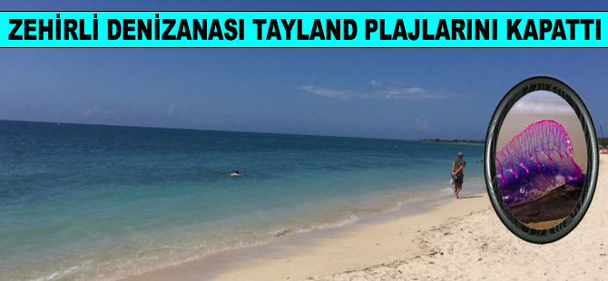 Zehirli denizanası, Tayland plajlarını kapattı