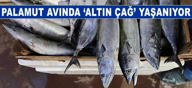 Palamut avında 'altın çağ' yaşanıyor