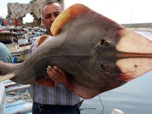 Denizlerin 'Indiana Jones'u artık koruma altında