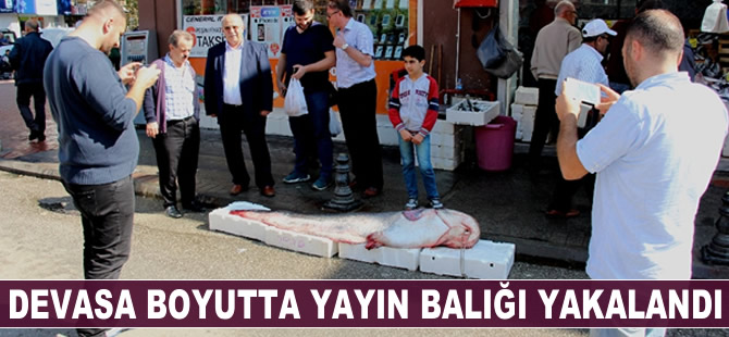 Devasa boyutta yayın balığı yakalandı