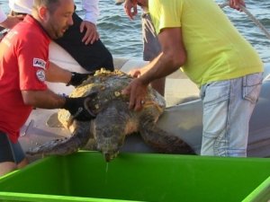 Deniz kaplumbağasının imdadına AKUT ekibi yetişti