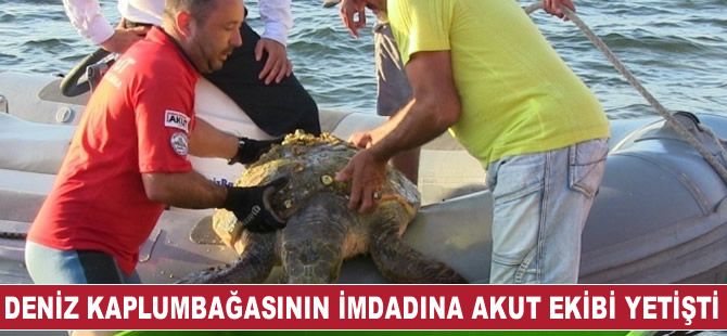 Deniz kaplumbağasının imdadına AKUT ekibi yetişti