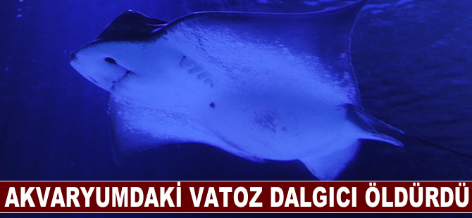 Akvaryumdaki vatoz dalgıcı öldürdü