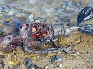 Deniz kızına benzeyen ceset ortalığı ayağa kaldırdı