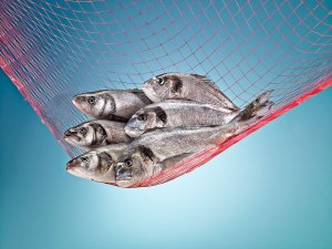 İspanyollara Türk çipurası, levreği ziyafeti