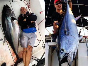 Oltaya 130 kiloluk orkinos takıldı