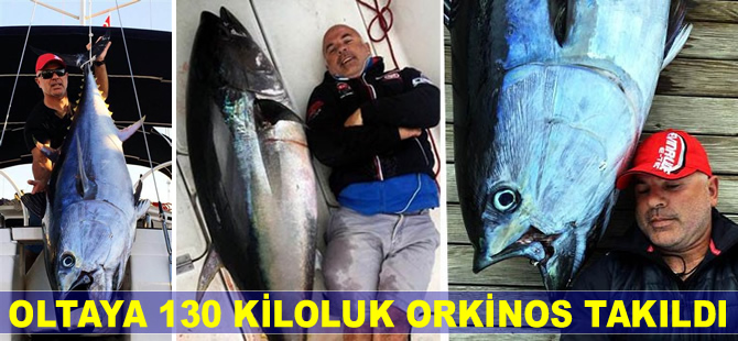 Oltaya 130 kiloluk orkinos takıldı