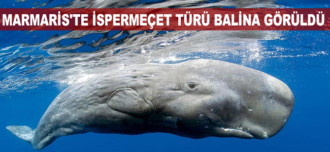 Marmaris'te İspermeçet türü balina görüldü