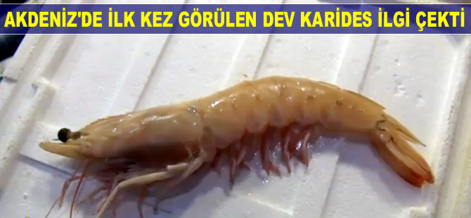 Akdeniz'de ilk kez görülen dev karides, büyük ilgi çekti