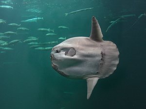 Marmaris’te yarım tonluk ‘ay balığı’ görenleri şaşırttı