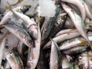 Kahramanmaraş 15 ülkeye balık ihraç ediyor