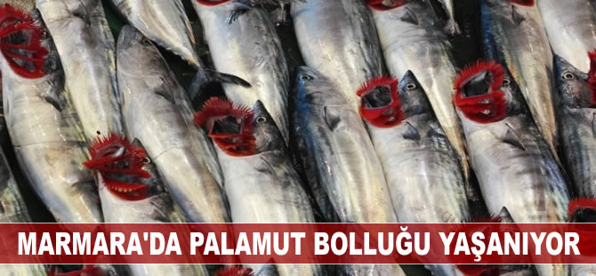 Marmara'da palamut bolluğu yaşanıyor