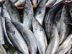 Marmara'da palamut bolluğu yaşanıyor