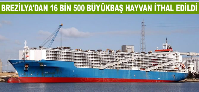 Brezilya’dan 16 bin 500 büyükbaş hayvan ithal edildi