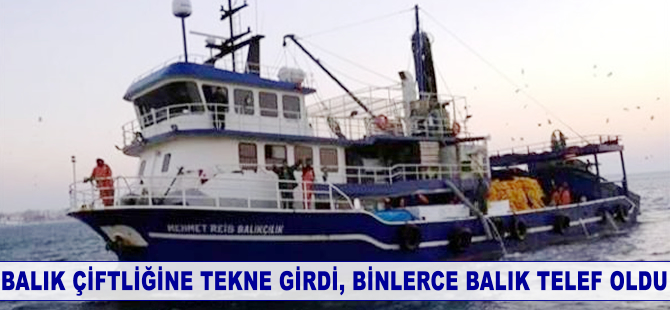Gırgır teknesi balık çiftliğine girdi