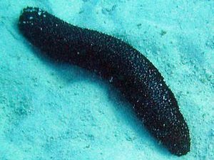 Balıkçılar deniz patlıcanlarının toplanmasını istemiyor