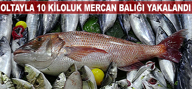 Oltayla 10 kiloluk mercan balığı yakalandı