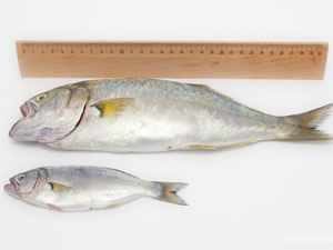 Yasal boydan küçük balık avlayan teknelere ceza yağdı